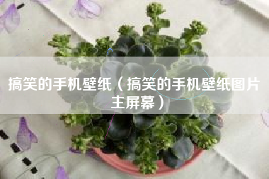 搞笑的手机壁纸（搞笑的手机壁纸图片 主屏幕）